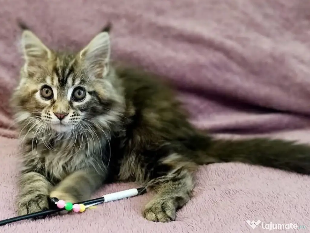 Maine coon băieței și fetițe 