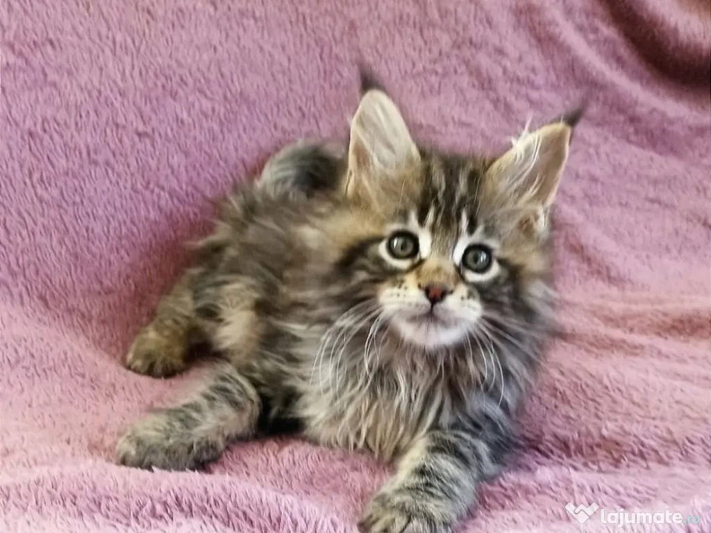 Maine coon băieței și fetițe 