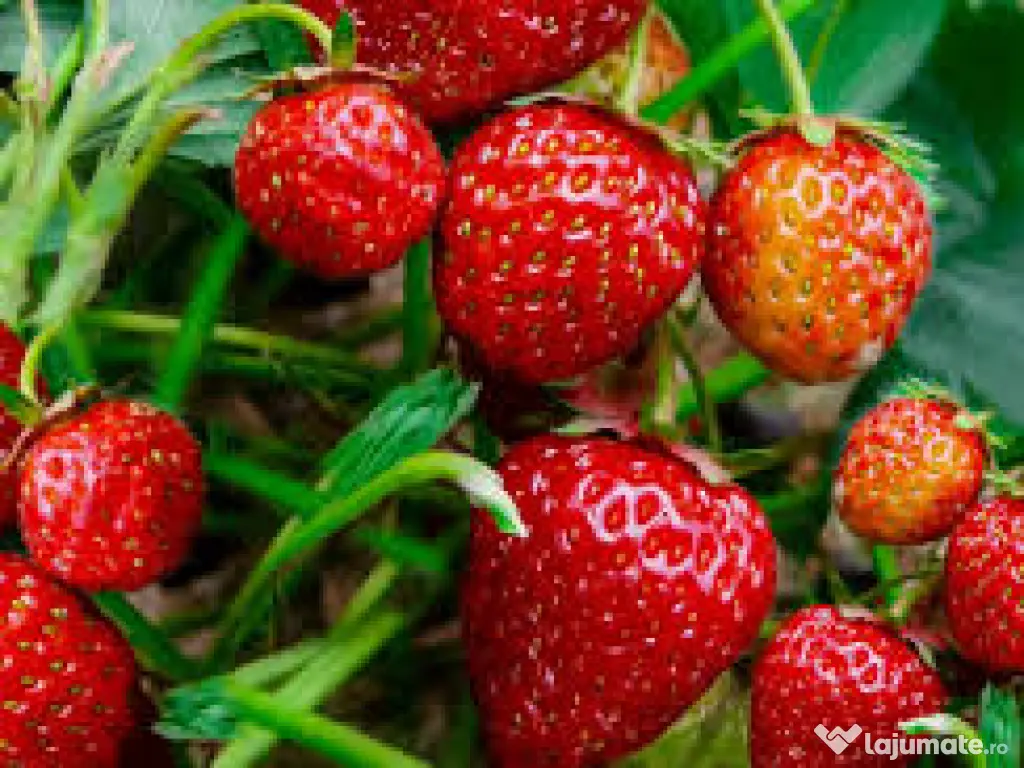 Răsad (stoloni) căpșuni, soi care rodește din iunie  pană îngheață 