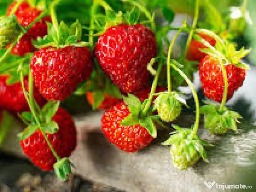 Răsad (stoloni) căpșuni, soi care rodește din iunie  pană îngheață 