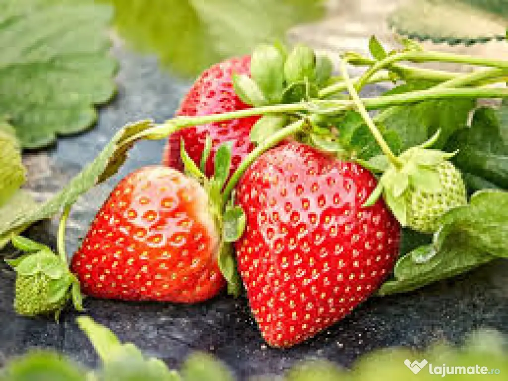 Răsad (stoloni) căpșuni, soi care rodește din iunie  pană îngheață 