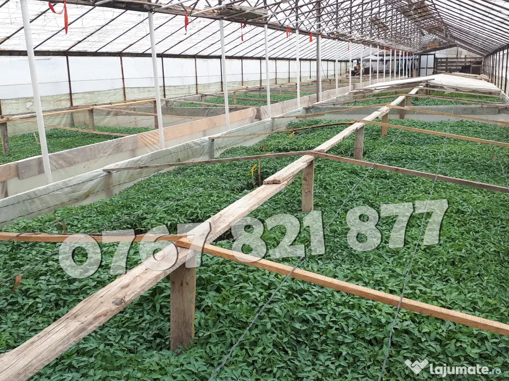 Rasaduri de rosii pentru solar si camp | Rasad legume ardei castraveti 