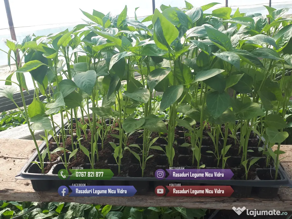 Rasaduri de rosii pentru solar si camp | Rasad legume ardei castraveti 