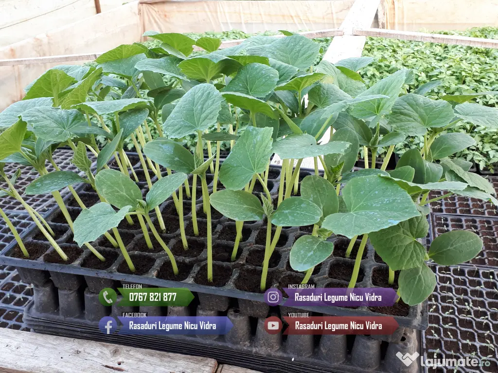 Rasaduri de rosii pentru solar si camp | Rasad legume ardei castraveti 