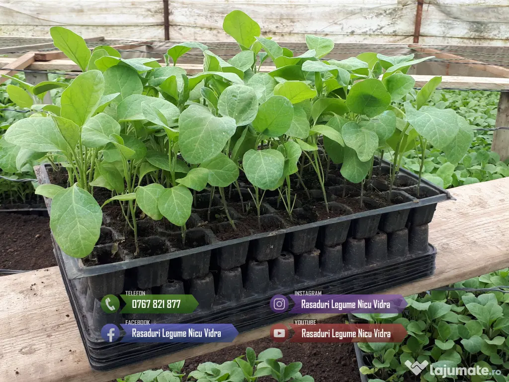 Rasaduri de rosii pentru solar si camp | Rasad legume ardei castraveti 