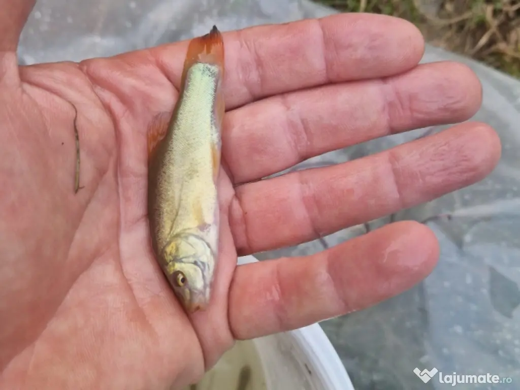 Puiet lin pt populare iaz helesteu balta lac 