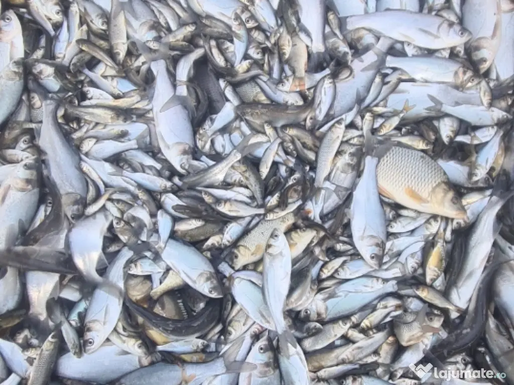 Puiet de peste pt populare iaz helesteu lac helesteu balta 