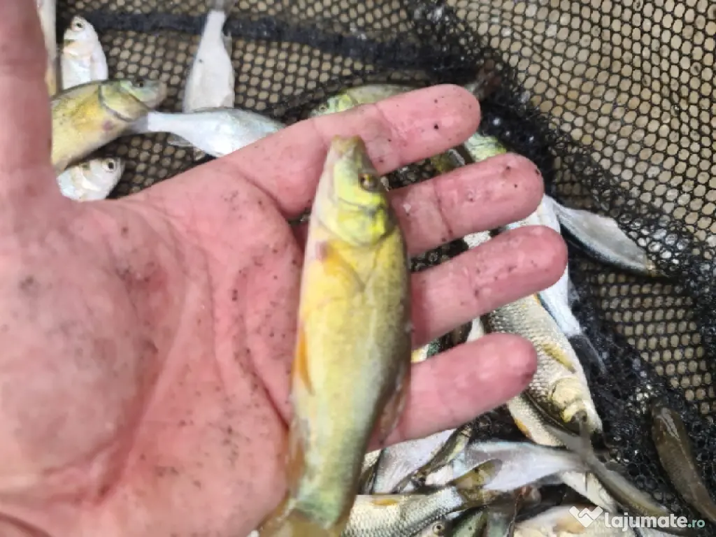 Puiet de peste pt populare iaz helesteu lac helesteu balta 