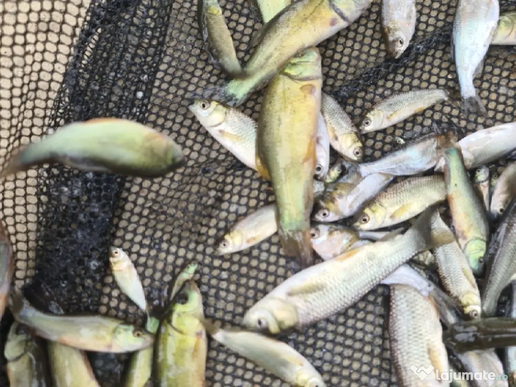 Puiet de peste pt populare iaz helesteu lac helesteu balta 