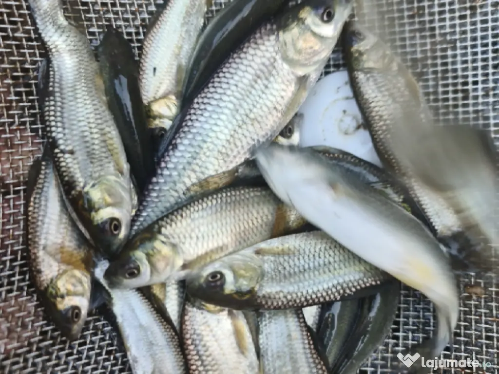 Puiet de peste pt populare iaz helesteu lac helesteu balta 