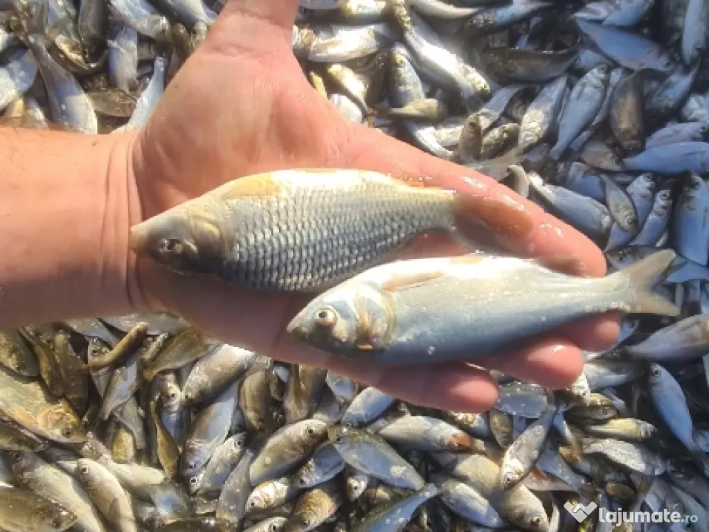 Puiet de peste pt populare iaz helesteu lac helesteu balta 