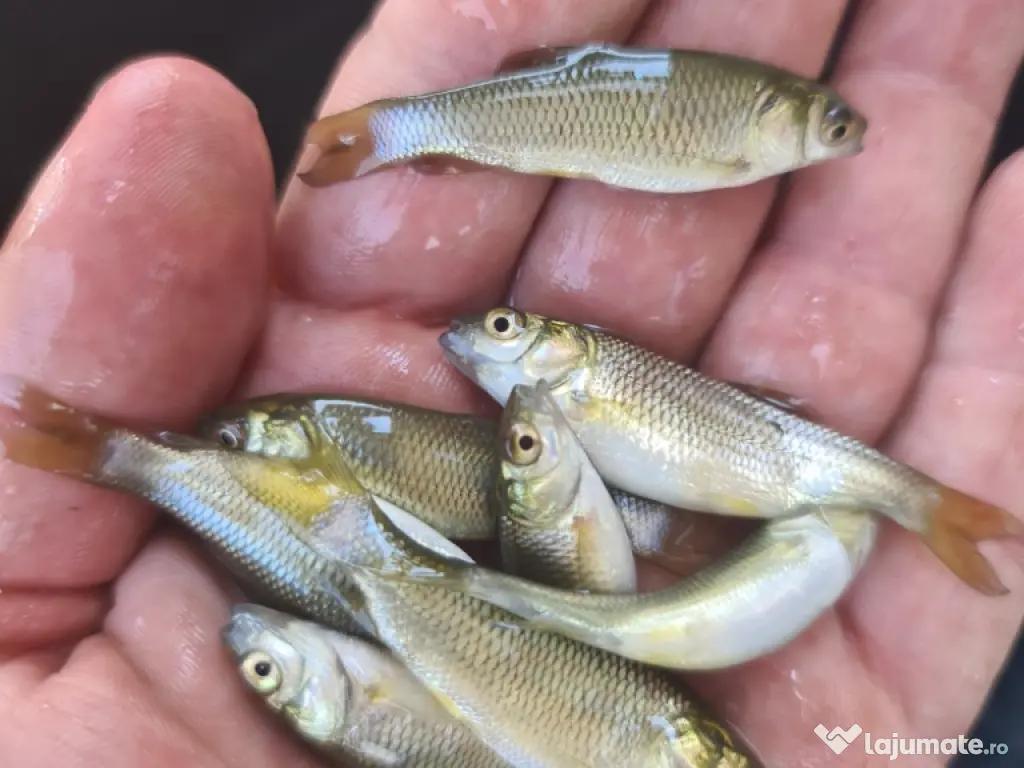 Puiet de peste pt populare iaz helesteu lac helesteu balta 