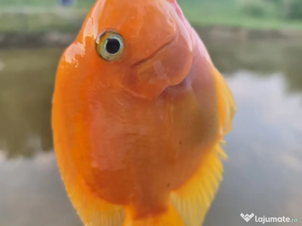 Puiet de peste pt populare iaz helesteu lac helesteu balta 