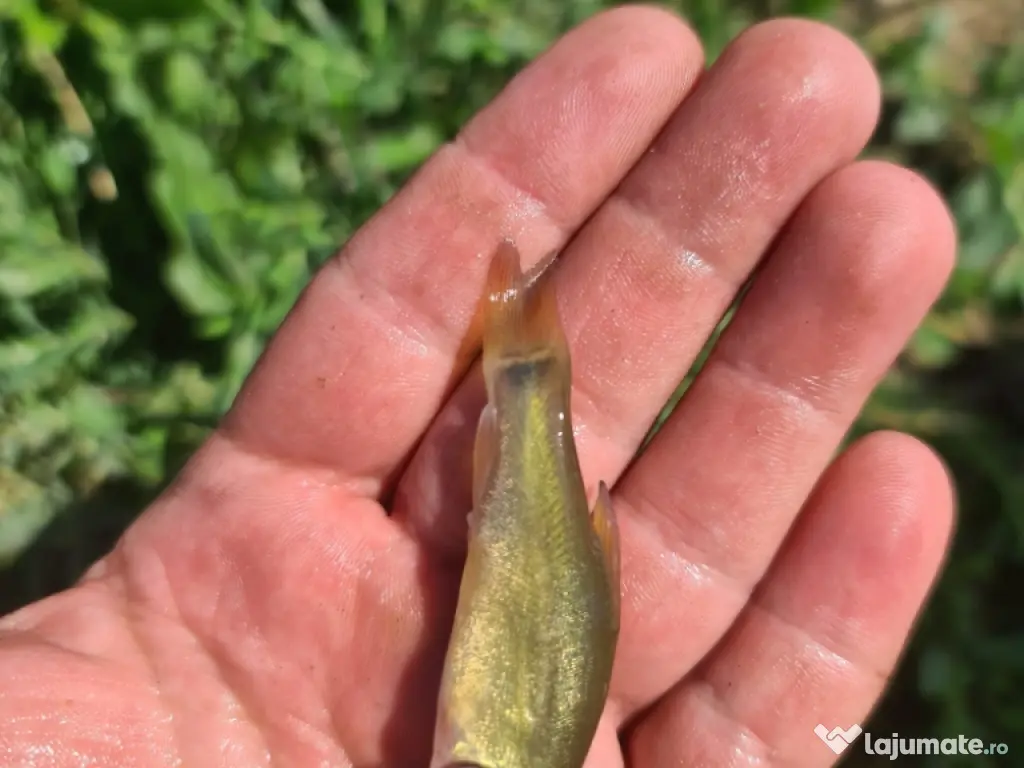 Puiet de peste pt populare iaz helesteu lac helesteu balta 