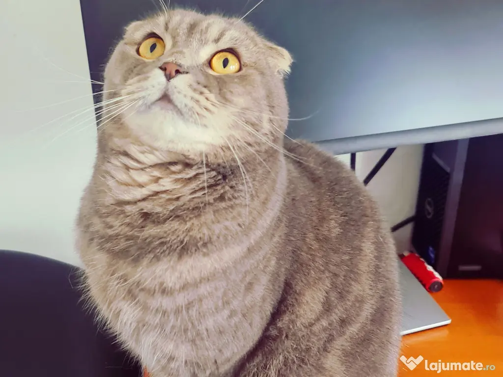 Zorro motan Scottish Fold 4 ani 