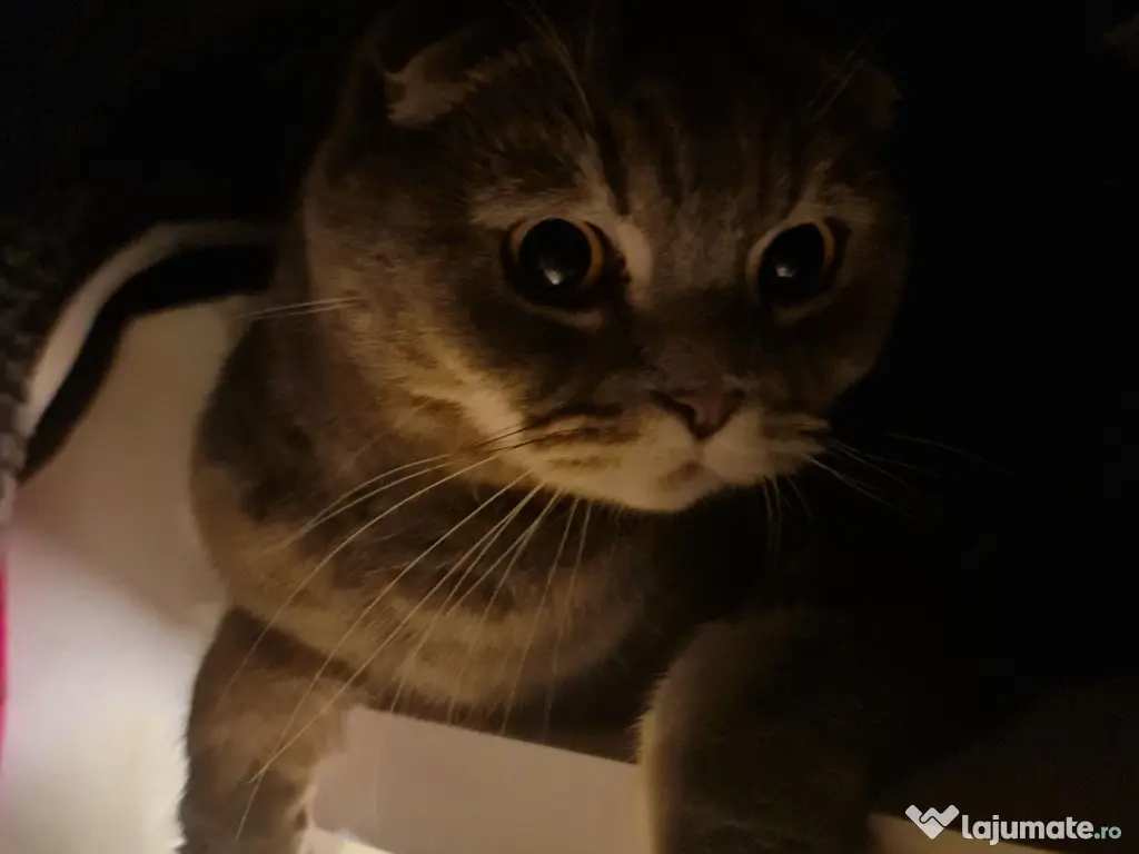 Zorro motan Scottish Fold 4 ani 