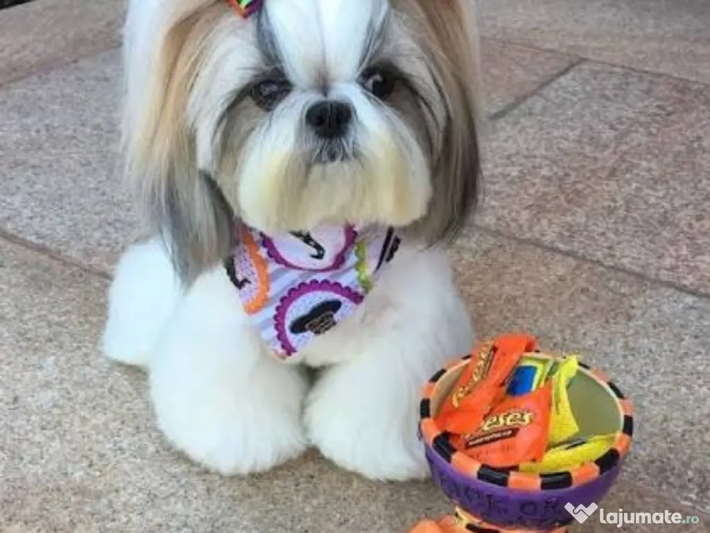 shitzu mini talie de buzunar 