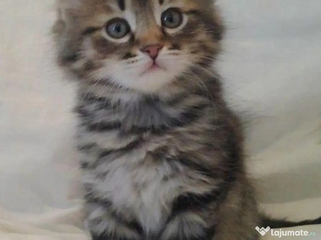 Norvegiană de pădure pui 