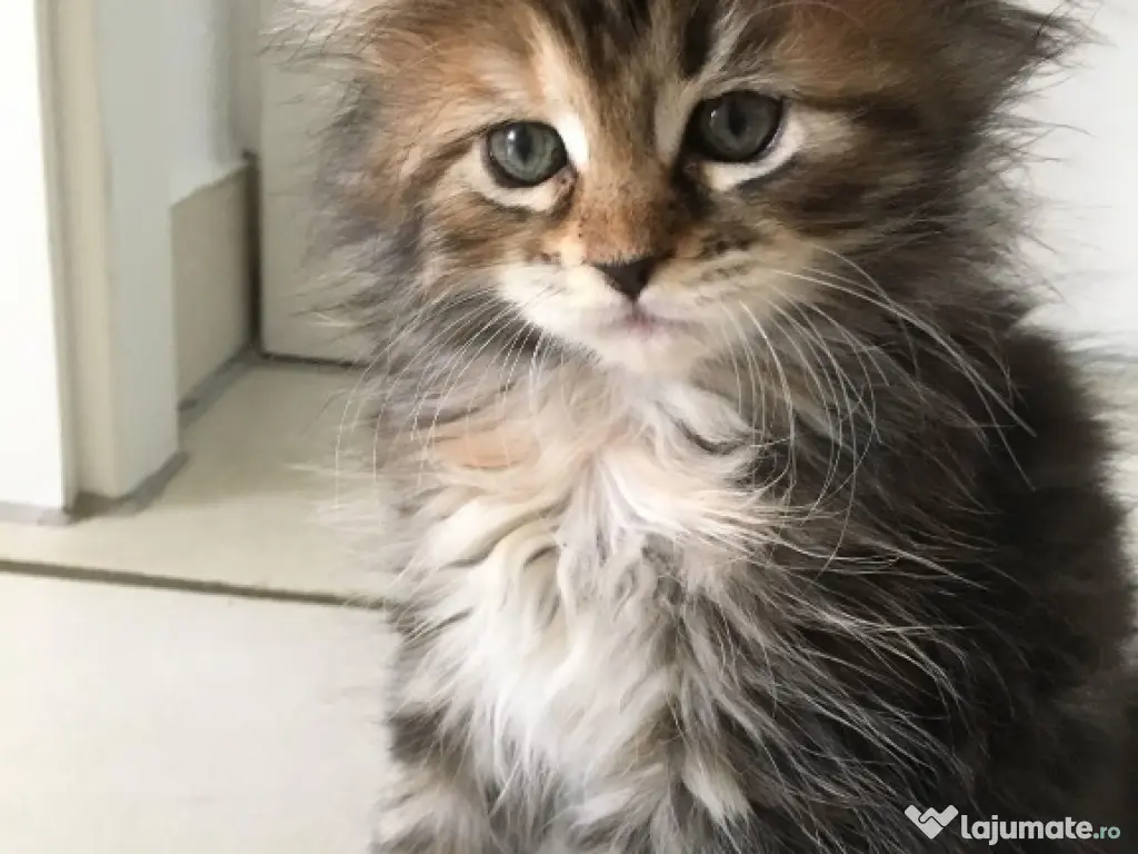 Norvegiană de pădure pui 