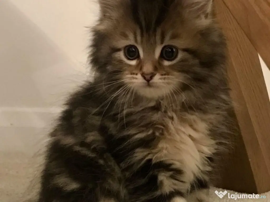 Norvegiană de pădure pui 