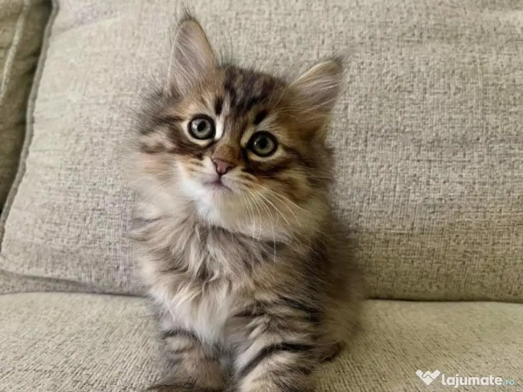 Norvegiană de pădure pui 