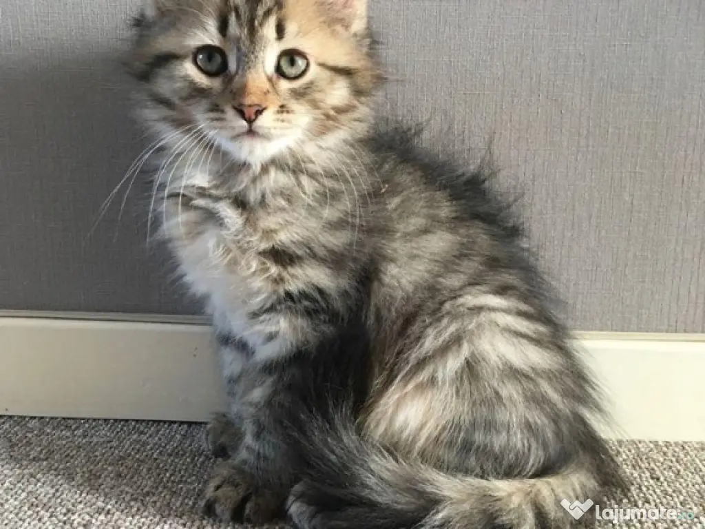 Norvegiană de pădure pui 