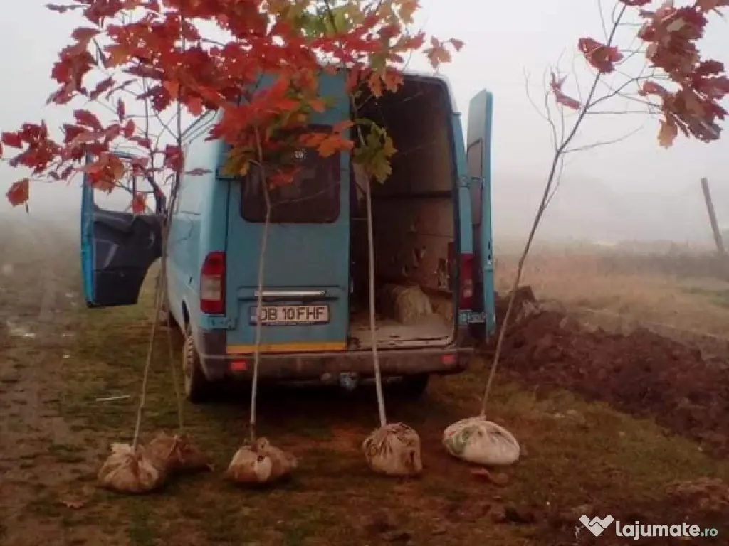 Plante ornamentale gazon rulou piatra 