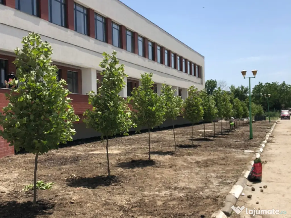 Plante ornamentale gazon rulou piatra 