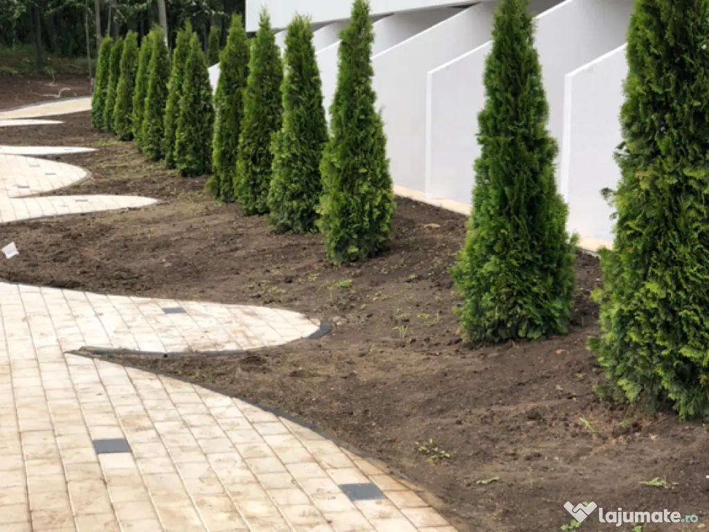 Plante ornamentale gazon rulou piatra 