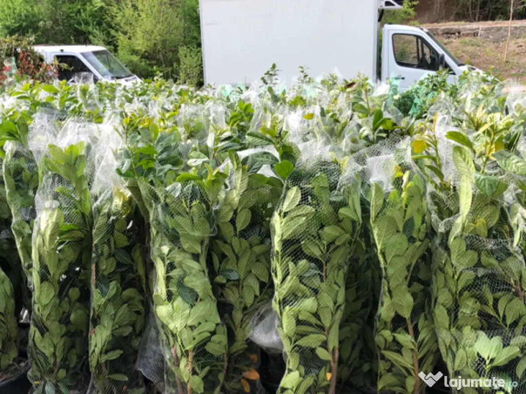 Plante ornamentale gazon rulou piatra 