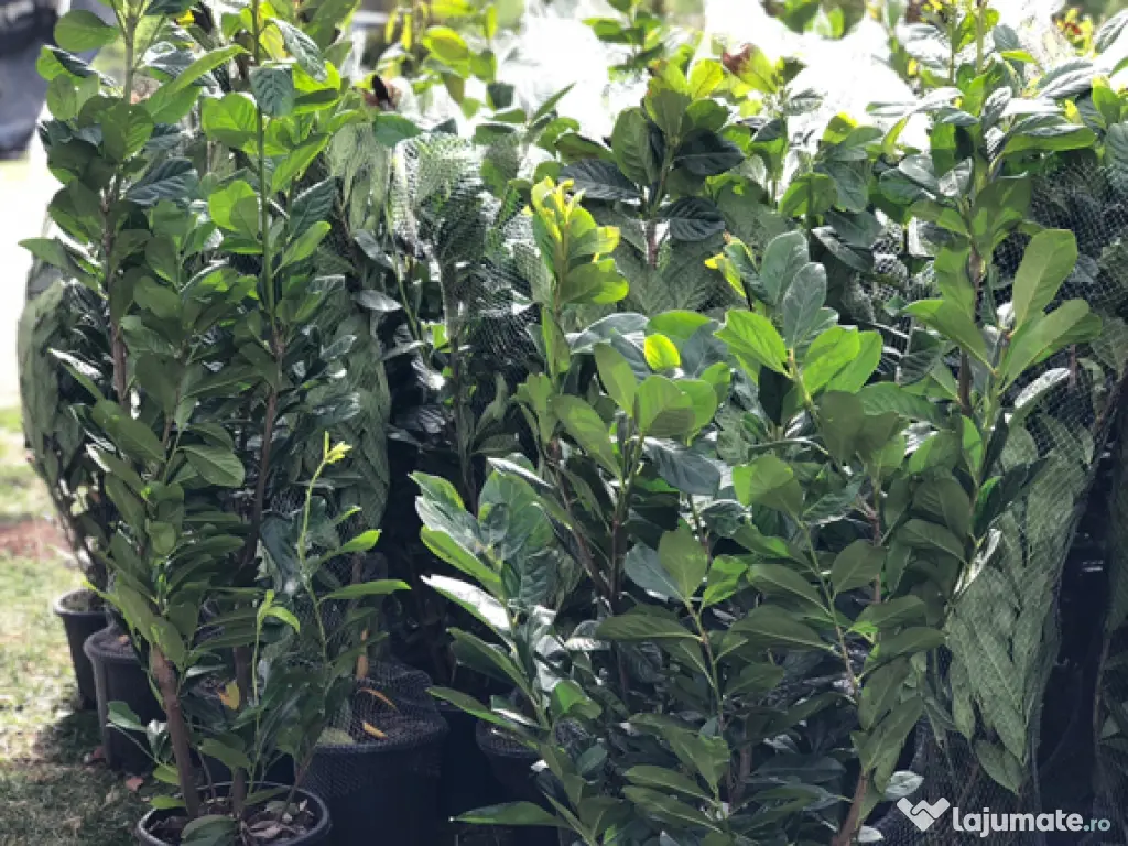 Plante ornamentale gazon rulou piatra 