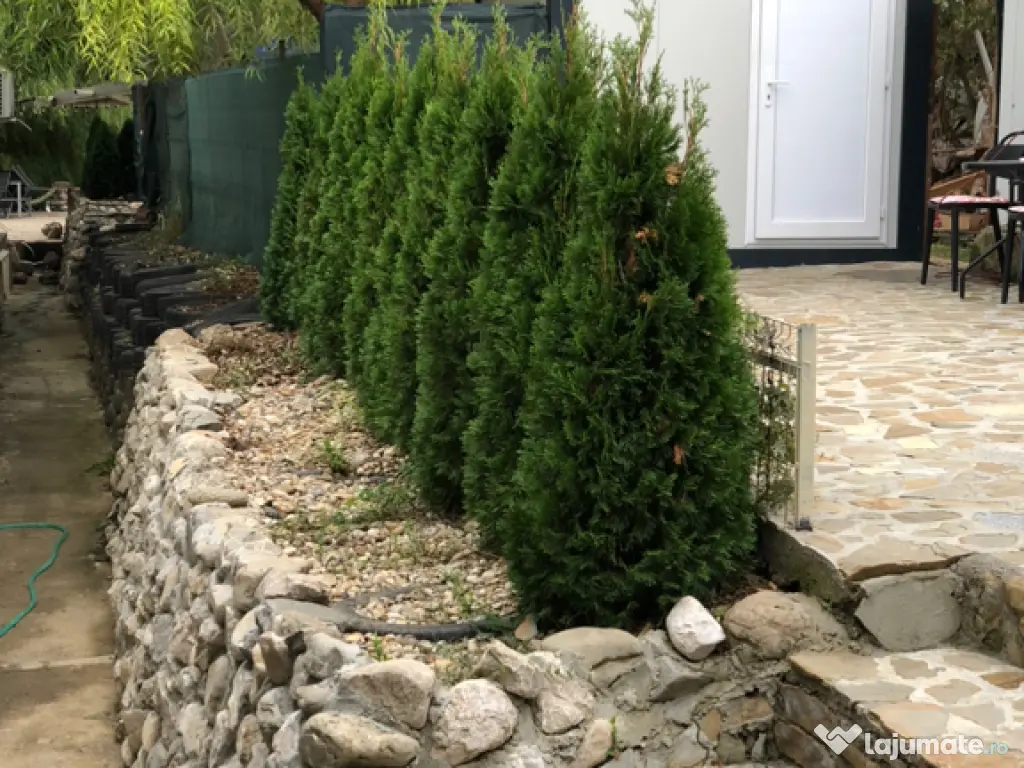 Plante ornamentale gazon rulou piatra 