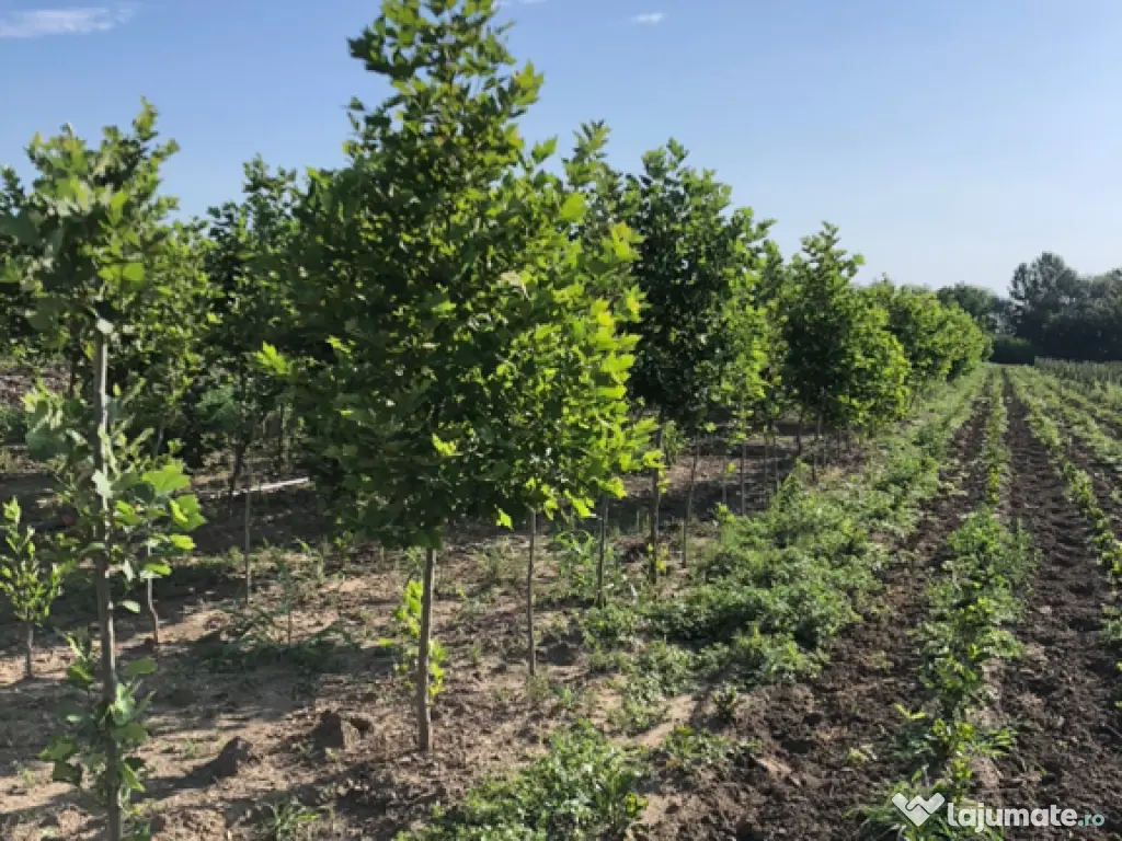 Plante ornamentale gazon rulou piatra 