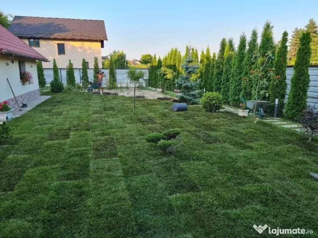 Plante ornamentale gazon rulou piatra 