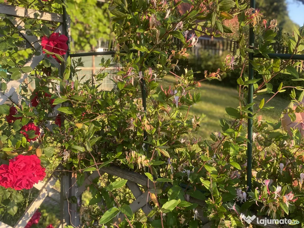 Grădina cu casa de vacanta de vânzare 