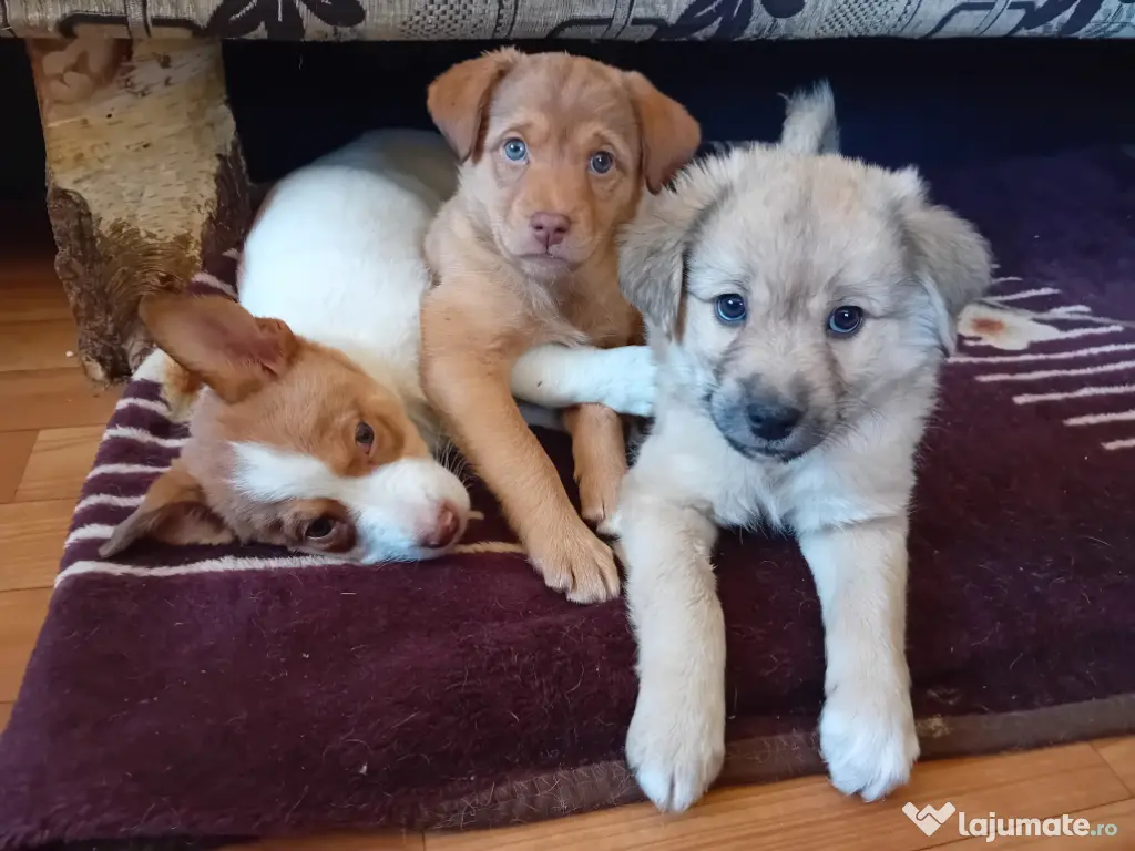 Vând 3 cățeluşe 