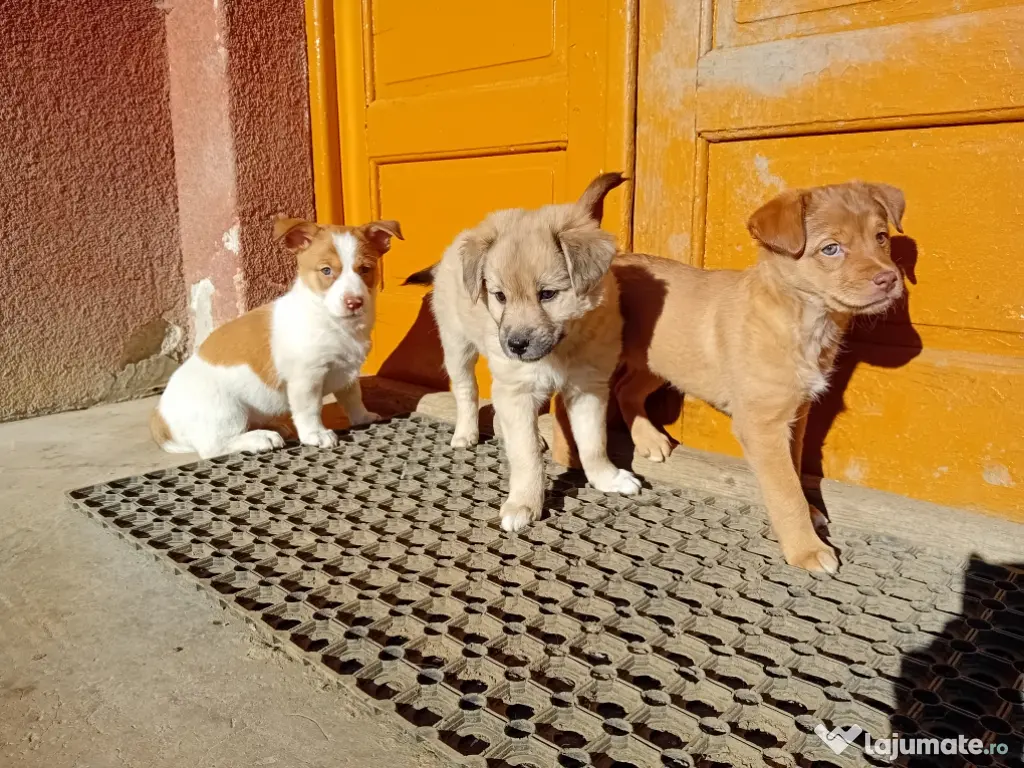 Vând 3 cățeluşe 