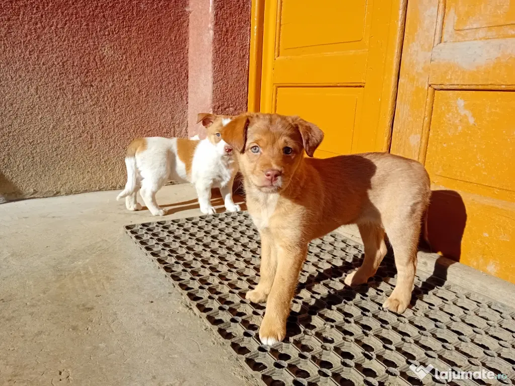 Vând 3 cățeluşe 