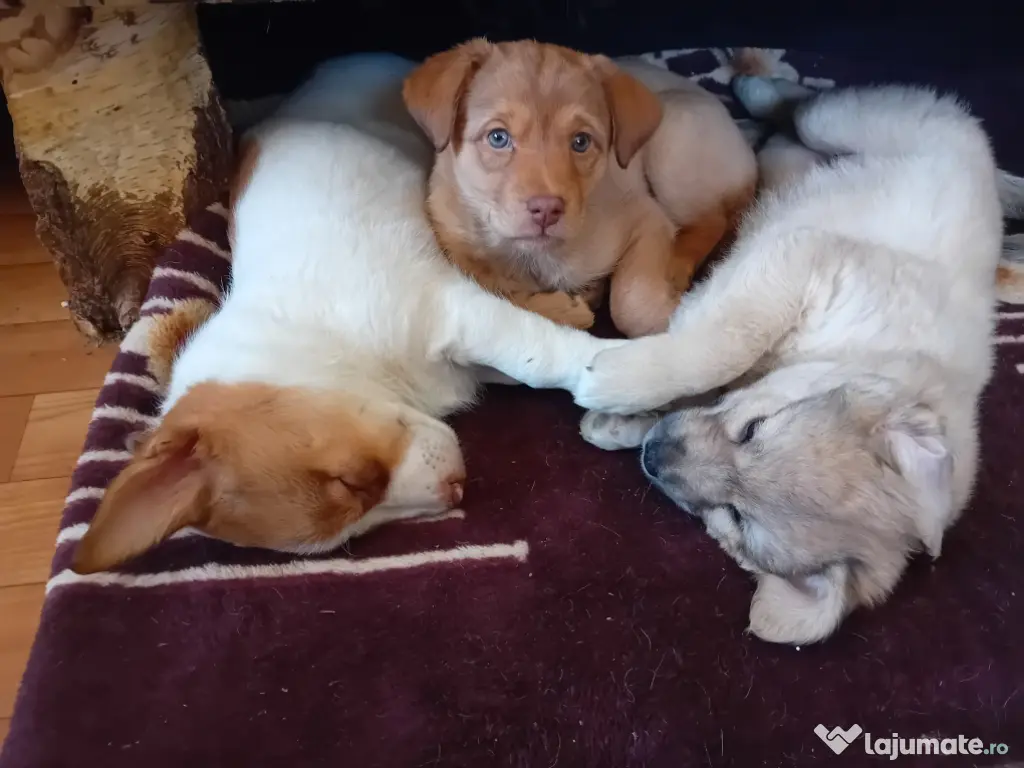 Vând 3 cățeluşe 