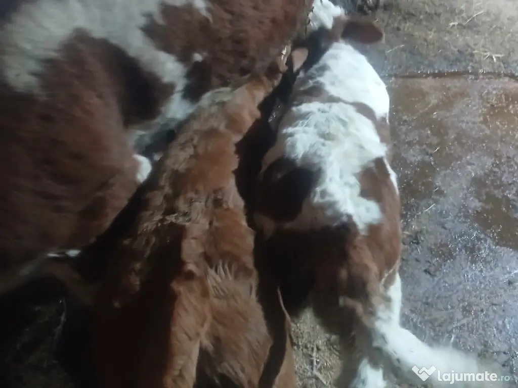 Vând 2 viței frumoși 