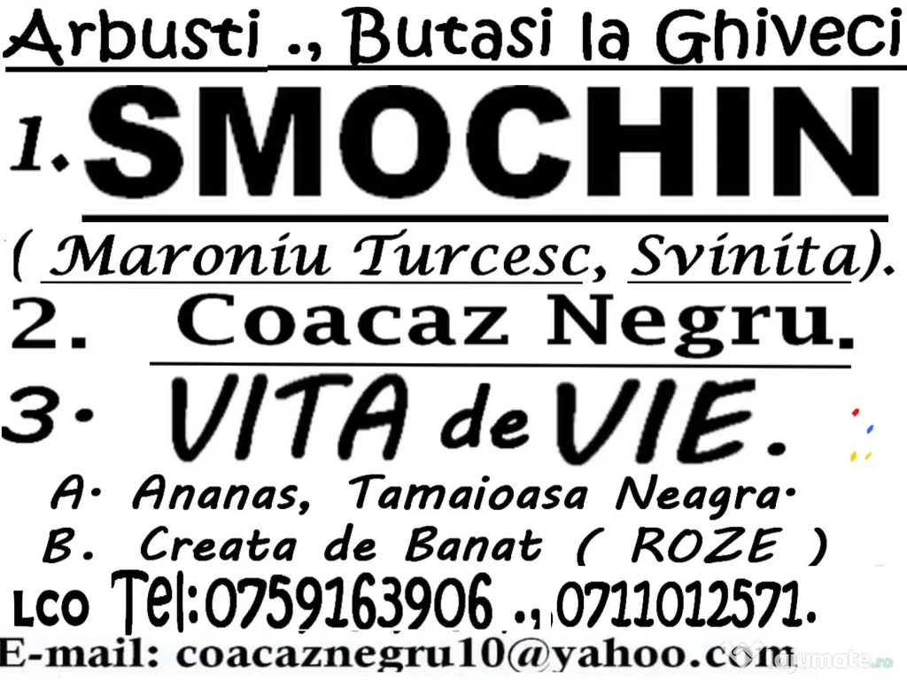 Coacaz Negru . Arbusti, Material Saditor 