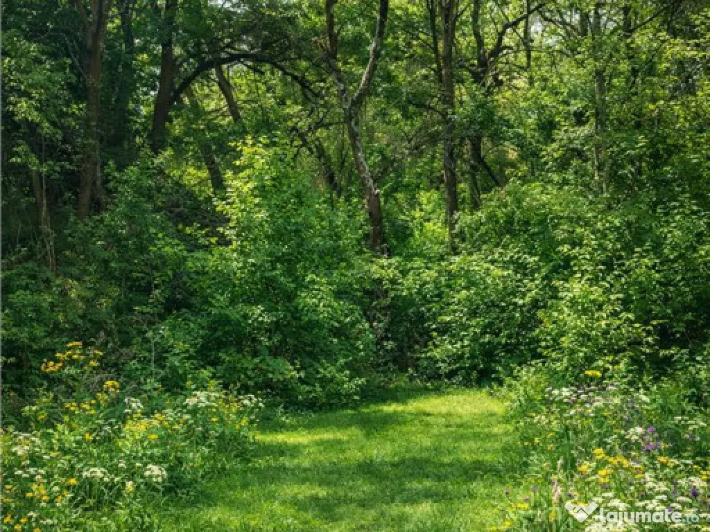 Domeniu verde autentic, 5.000mp, front la DJ, Valcele, Bra 