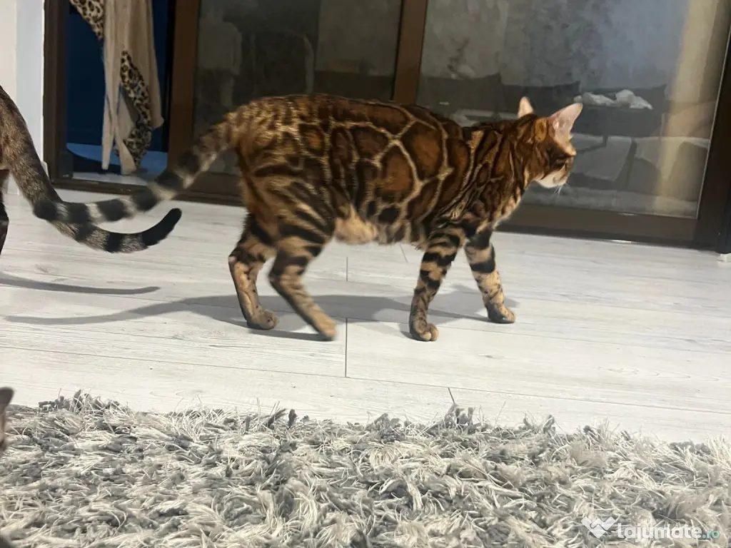Pui pisici rasa bengal 