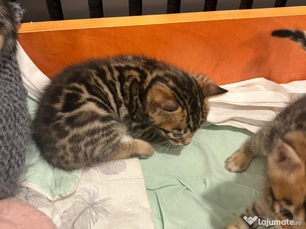 Pui pisici rasa bengal 