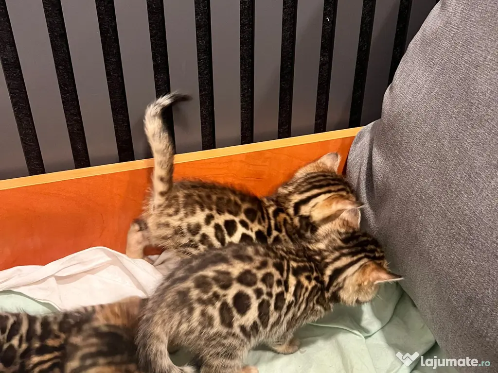 Pui pisici rasa bengal 