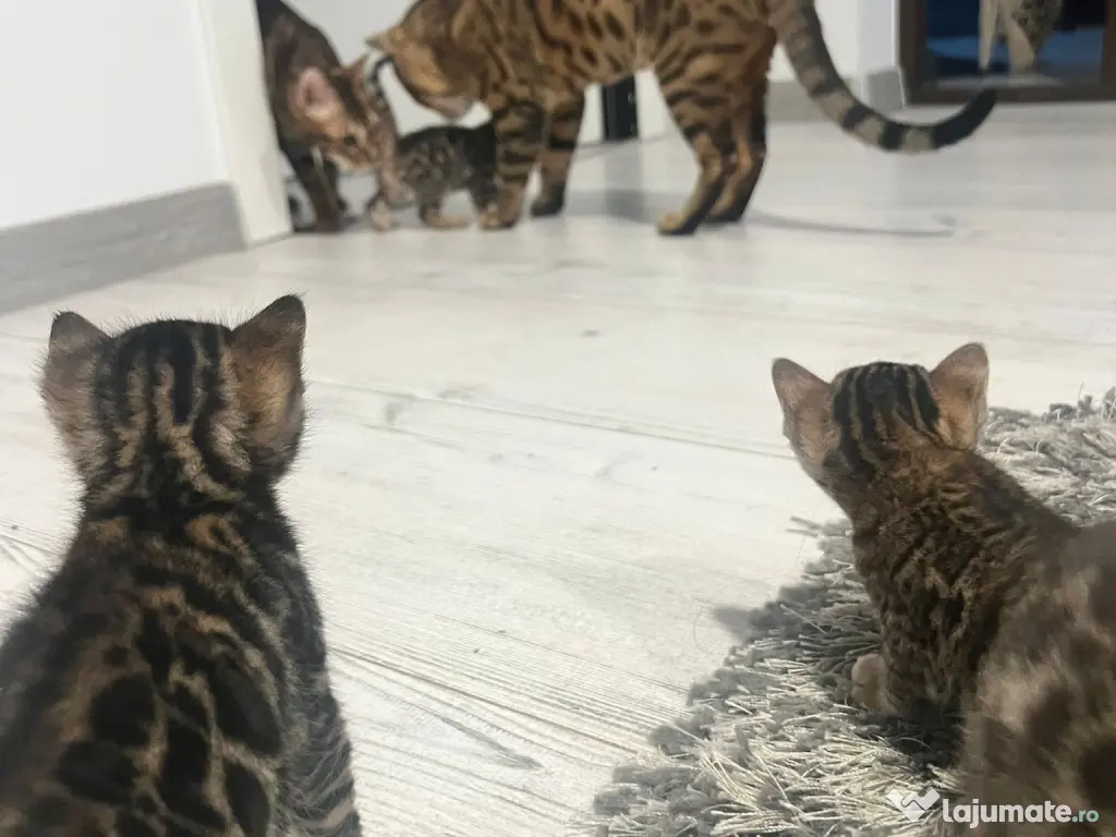 Pui pisici rasa bengal 