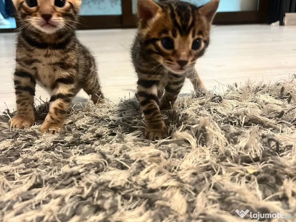 Pui pisici rasa bengal 