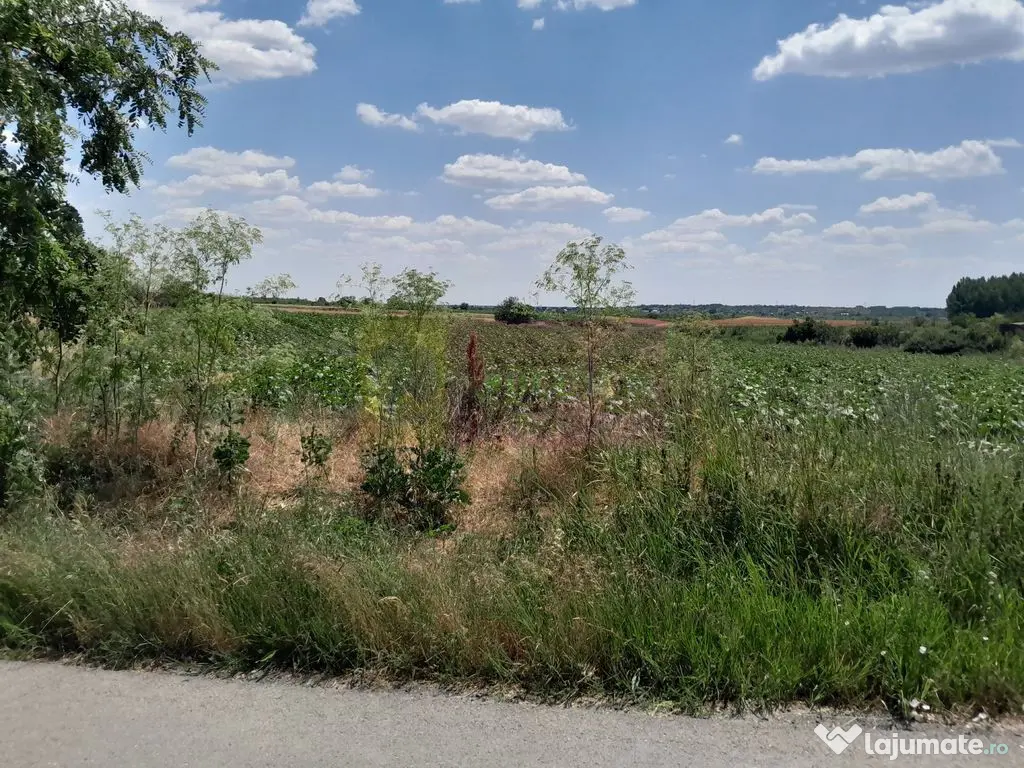 DE VANZARE 2 LOTURI LIPITE (TOTAL 16.500 MP) IN SAT TEISO...