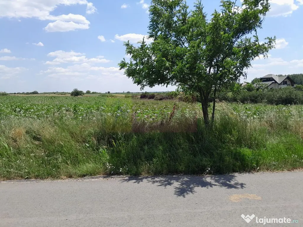 DE VANZARE 2 LOTURI LIPITE (TOTAL 16.500 MP) IN SAT TEISO...