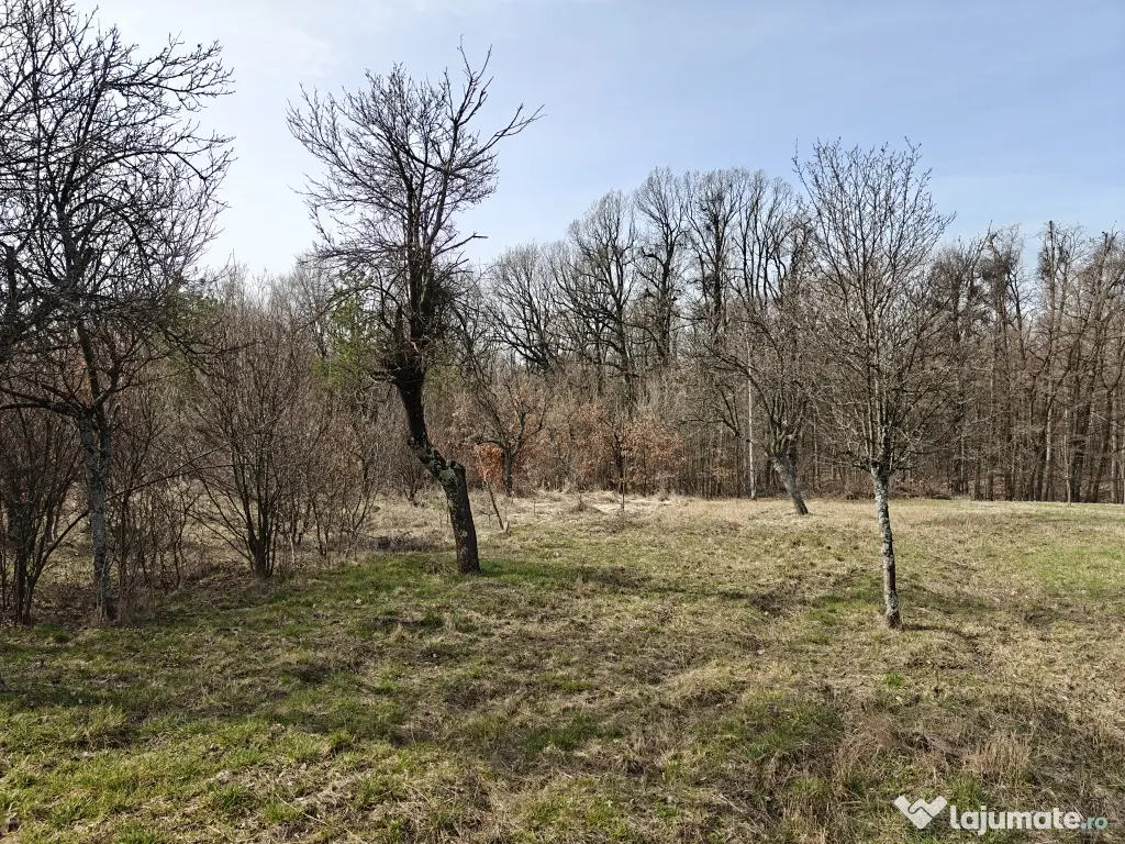 Teren Intravilan 1.472 mp Cotmeana - Lintești, Utilități la gard, lângă Pădure 